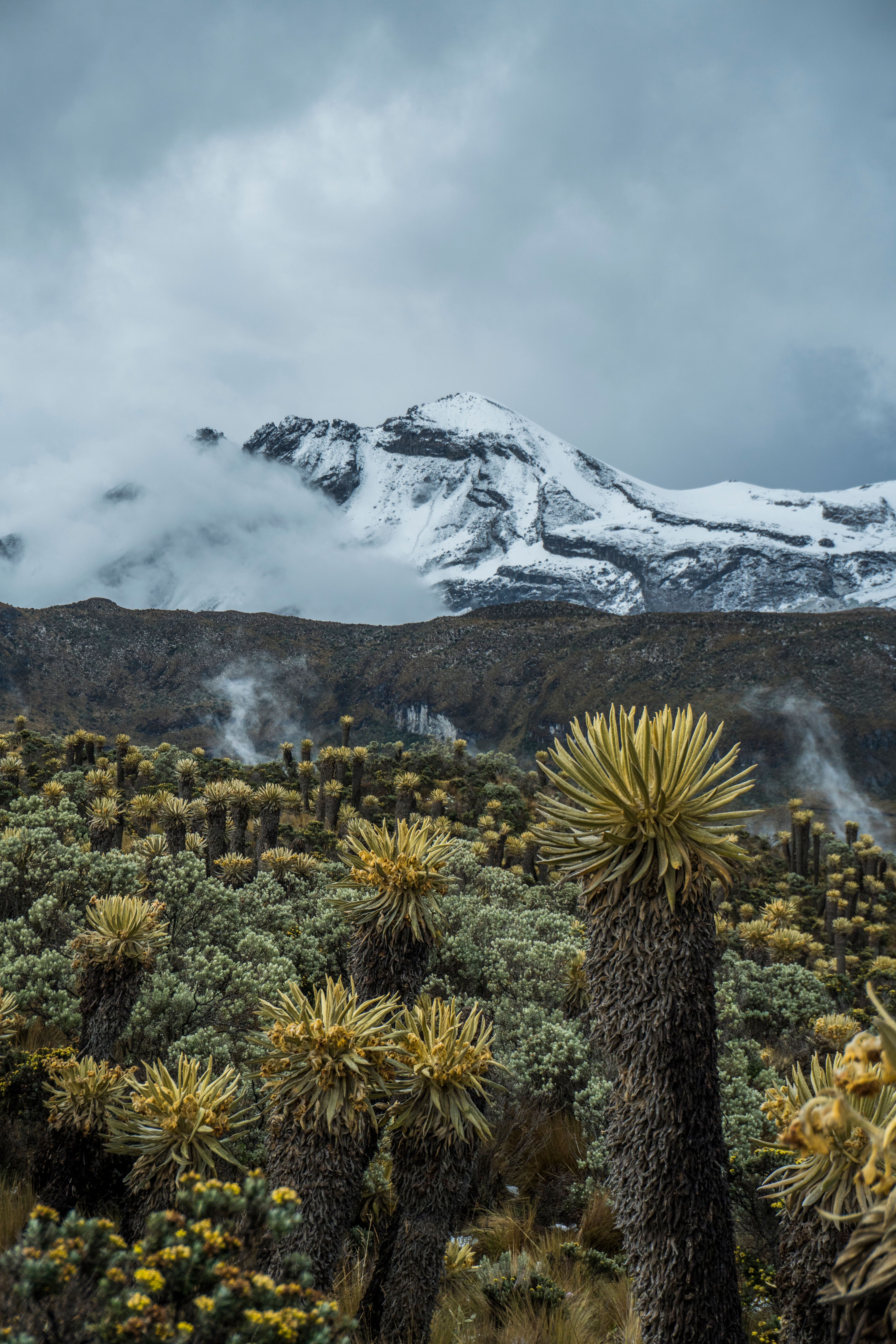 Fog rolling over a snow-capped peak in the Sierra Nevada del Cocuy, with frailejón plants in the foreground